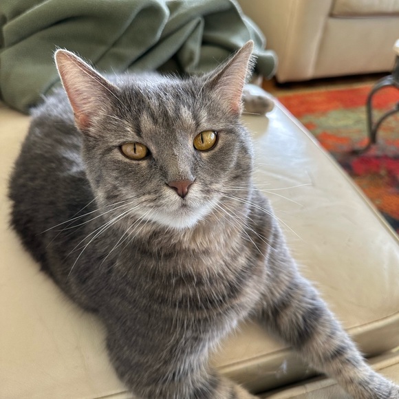 sehlilliebelle